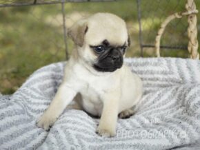 Chip at Rocky Top Puppies