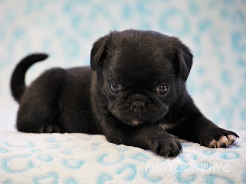 Chuck, a Pug puppy at Rocky Top Puppies in Kentucky.