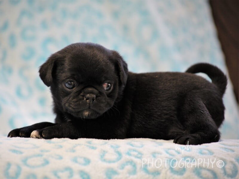 Chuck, a Pug puppy at Rocky Top Puppies in Kentucky.