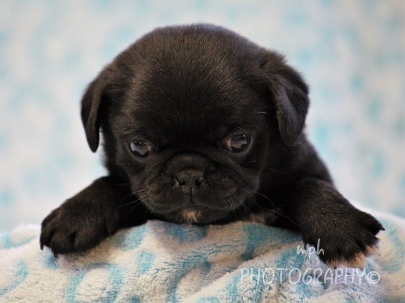 Chuck, a Pug puppy at Rocky Top Puppies in Kentucky.