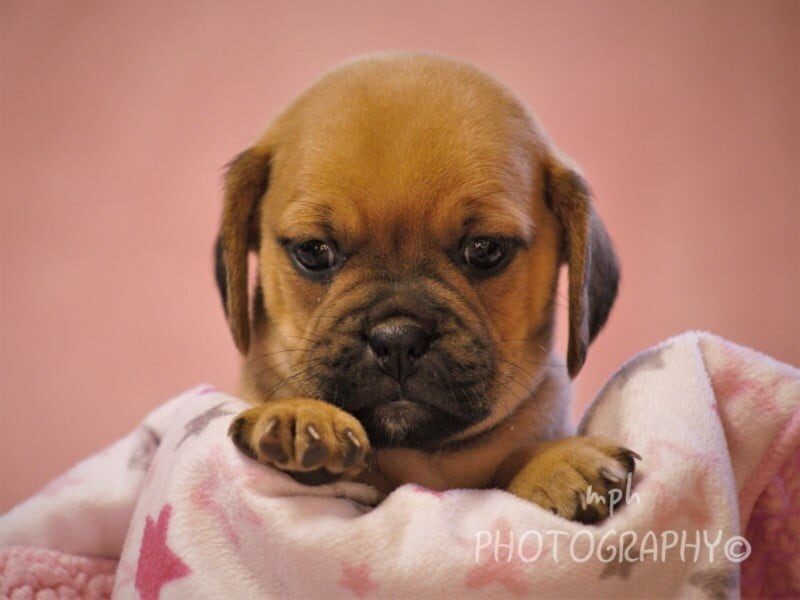 Genesis, a Puggle puppy in Kentucky.