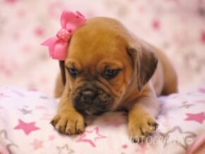 Genesis at Rocky Top Puppies