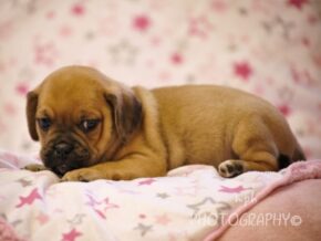 Genesis at Rocky Top Puppies