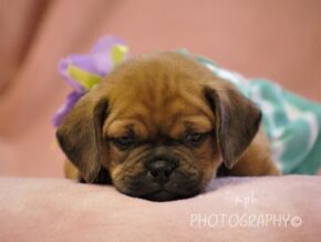 Geneva at Rocky Top Puppies