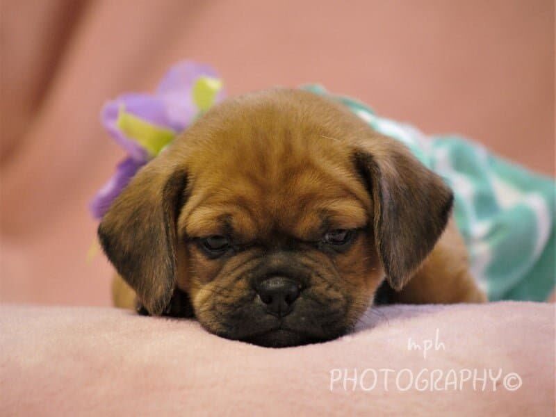 Geneva, a Puggle puppy at Rocky Top Puppies in Kentucky.