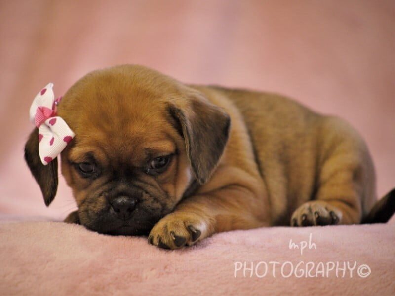 Geneva, a Puggle puppy at Rocky Top Puppies in Kentucky.