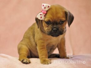 Geneva at Rocky Top Puppies