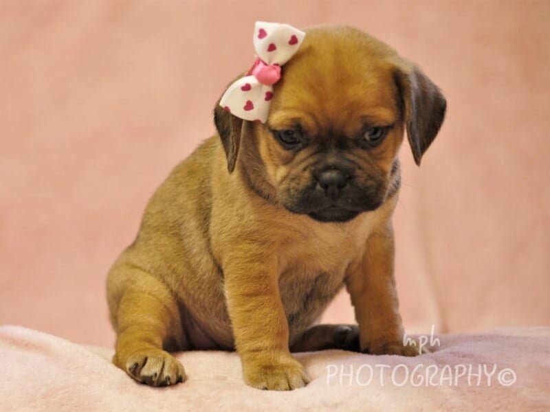 Geneva, a Puggle puppy at Rocky Top Puppies in Kentucky.
