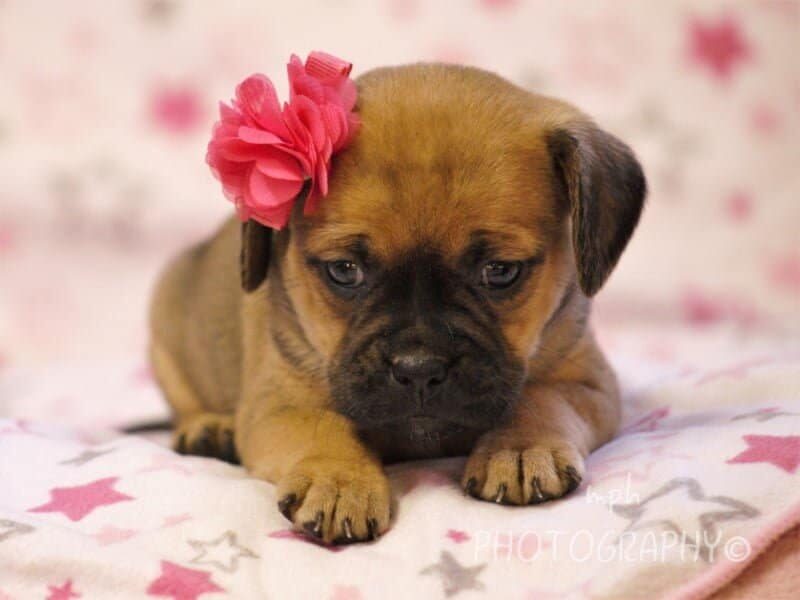 Gina, a Puggle puppy at Rocky Top Puppies in Kentucky.