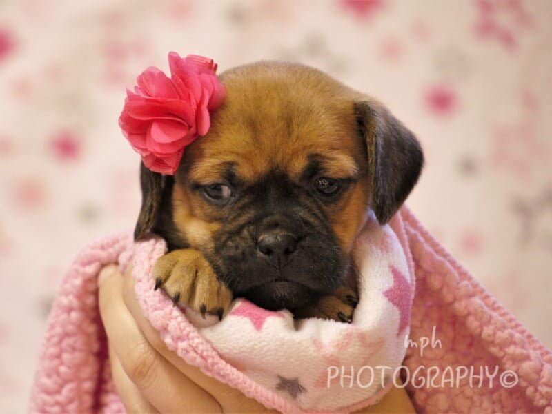 Gina, a Puggle puppy at Rocky Top Puppies in Kentucky.