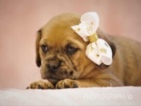 Gloria at Rocky Top Puppies