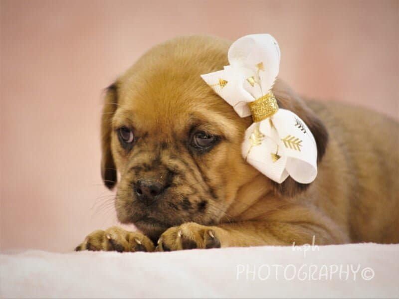 Gloria, a Puggle puppy in Kentucky.