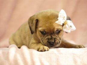 Gloria at Rocky Top Puppies