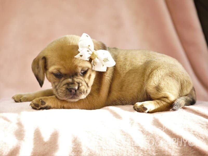 Gloria, a Puggle puppy in Kentucky.