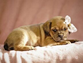 Gloria at Rocky Top Puppies