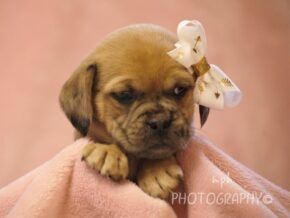 Gloria at Rocky Top Puppies