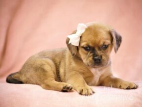 Graciella at Rocky Top Puppies