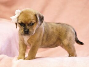 Graciella at Rocky Top Puppies