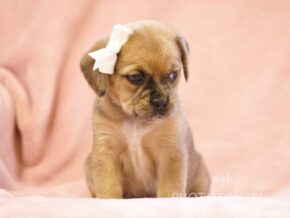 Graciella at Rocky Top Puppies