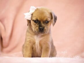 Graciella at Rocky Top Puppies