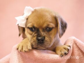 Graciella at Rocky Top Puppies