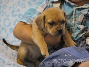 Grayson at Rocky Top Puppies