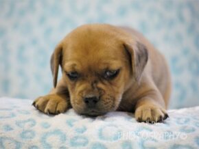 Grayson at Rocky Top Puppies