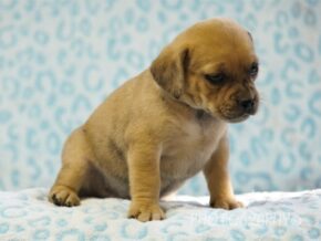 Grayson at Rocky Top Puppies