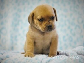 Grayson at Rocky Top Puppies