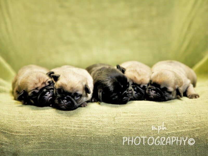 Butch-Annabelle Pug image