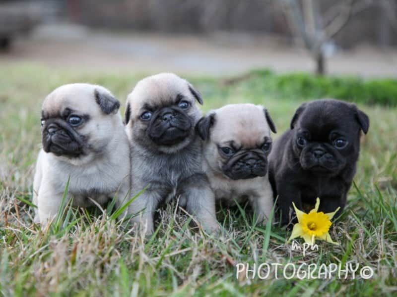 Butch-Annabelle Pug image