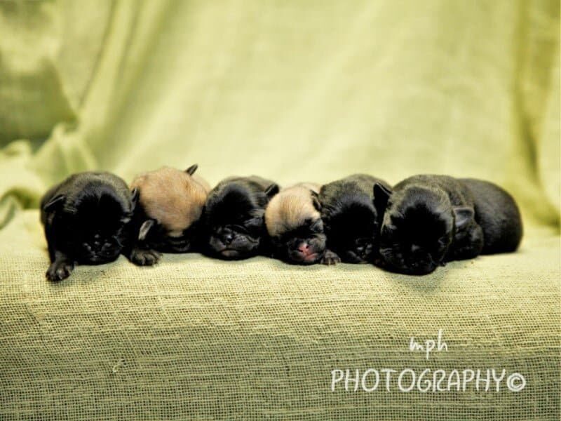 Butch-Misty Pug image