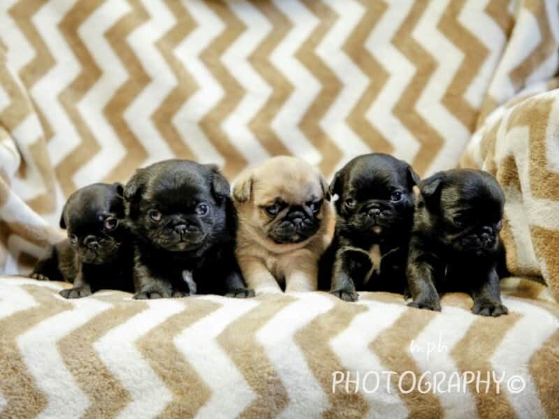 Butch-Misty Pug image