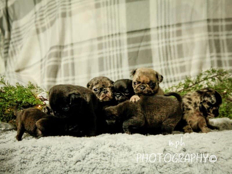 Duke-Mocha Pug image