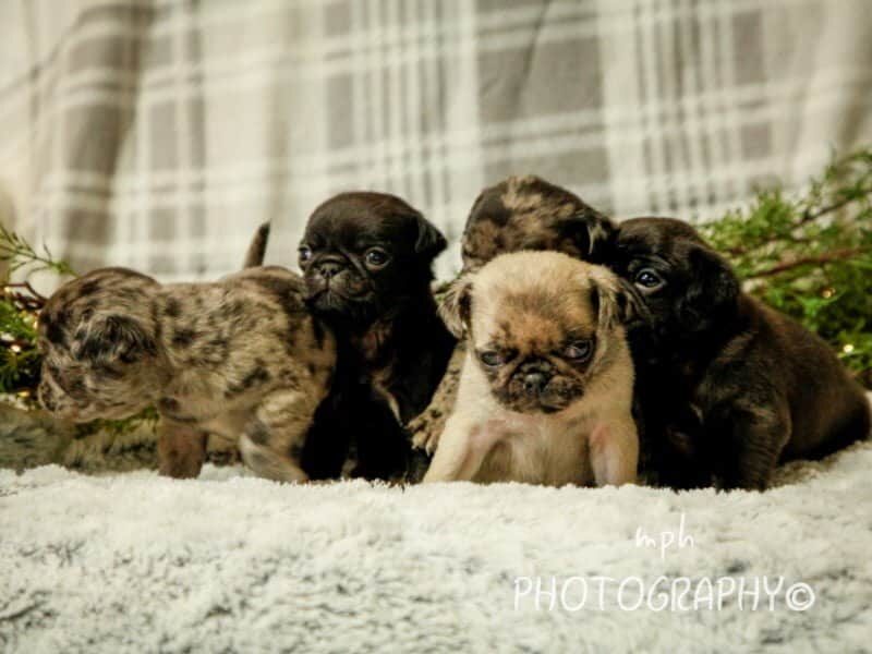 Duke-Mocha Pug image