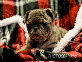 Photo of Maverick