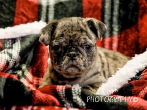 Photo of Maverick