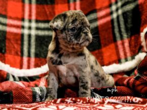 Photo of Maverick