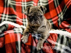 Photo of Maverick