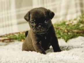 Photo of Max