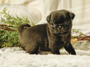 Photo of Max