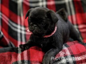 Photo of Chloe