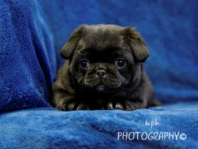 Photo of Cooper