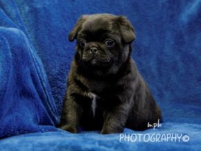 Photo of Cooper
