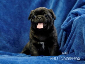 Photo of Cooper
