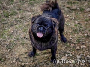 Liam, our Pug sire at Rocky Top Puppies