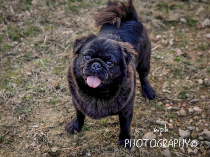 Liam, our Pug sire in Kentucky.