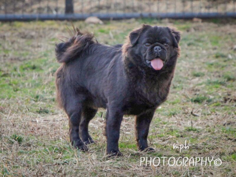 Liam, our Pug sire in Kentucky.