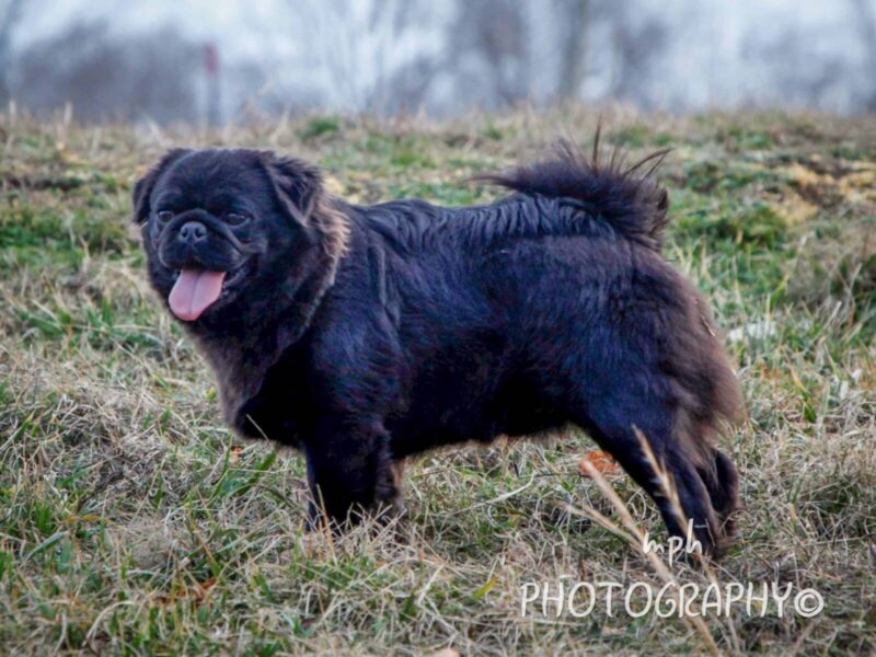 Liam, our Pug sire in Kentucky.