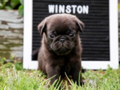 Photo3 for Winston
